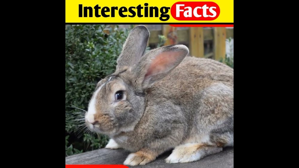 Flemish