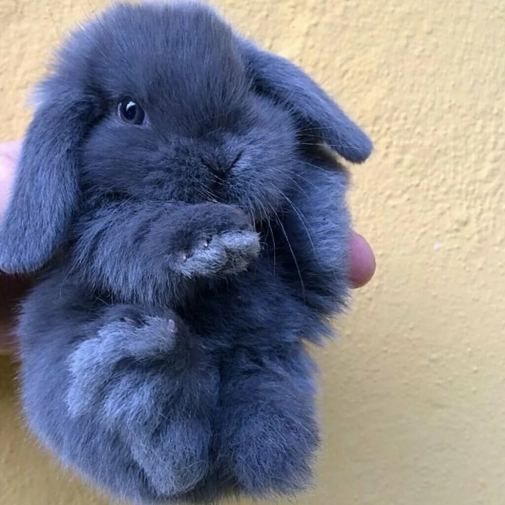 Голландский вислоухий кролик