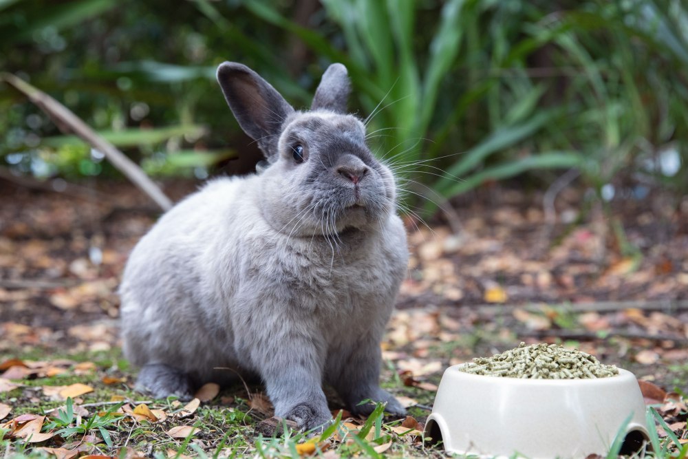 Rabbit Starvation