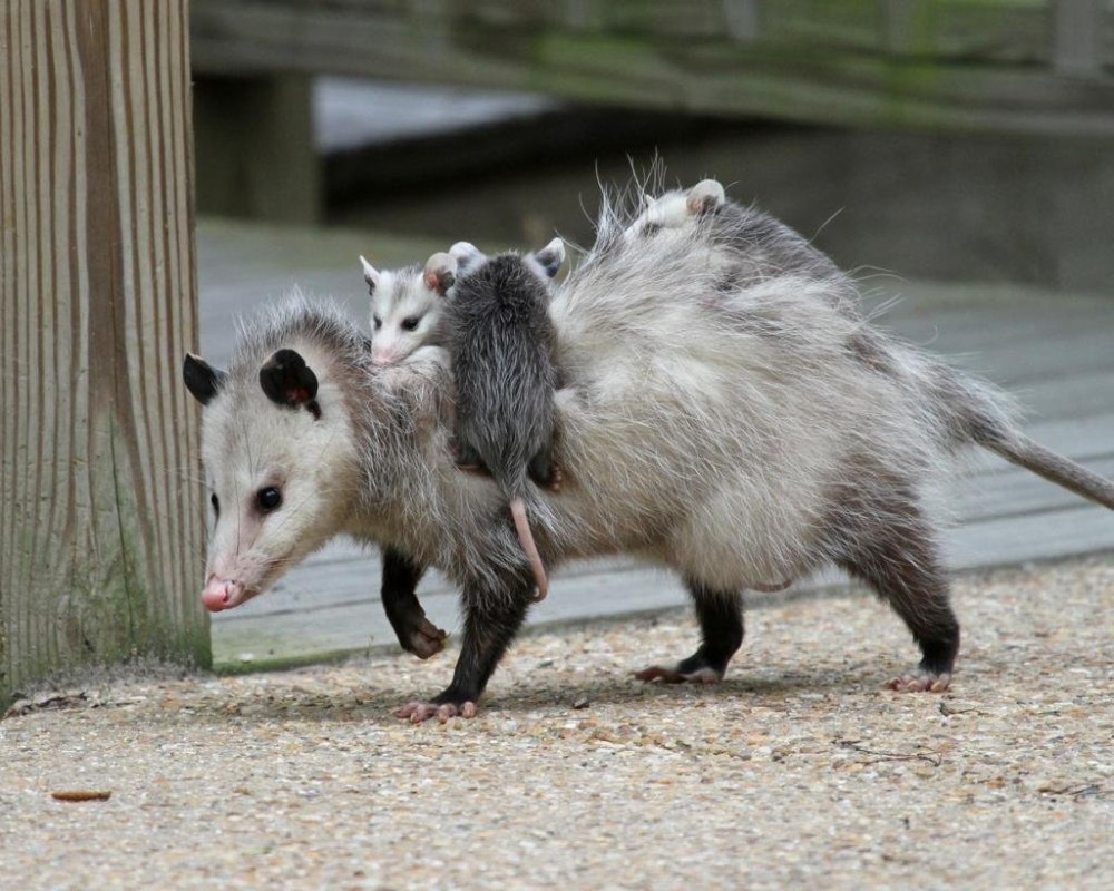Североамериканский опоссум