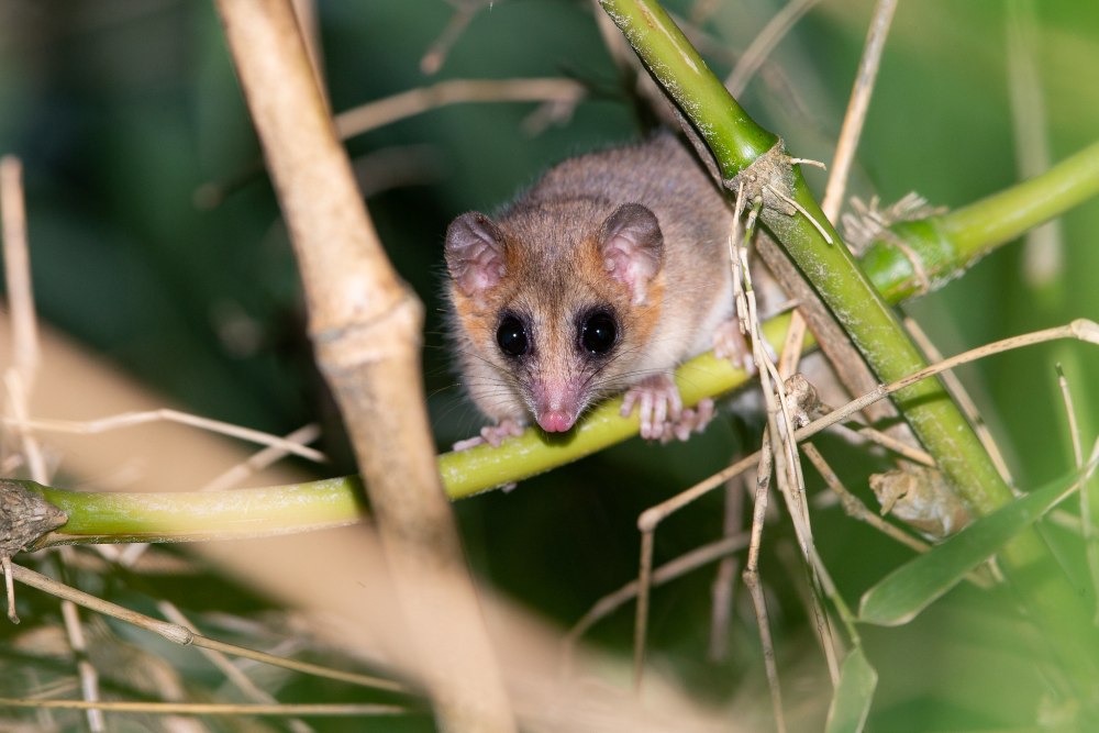 Чилоэский опоссум