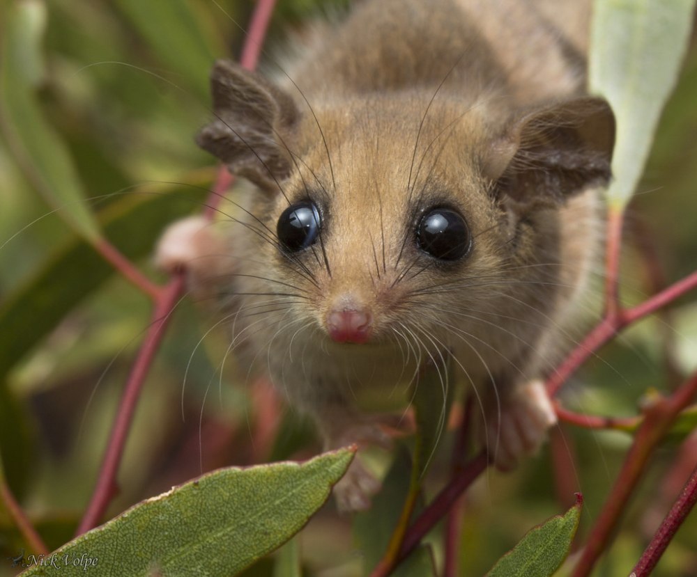 Пасум карликовый поссум
