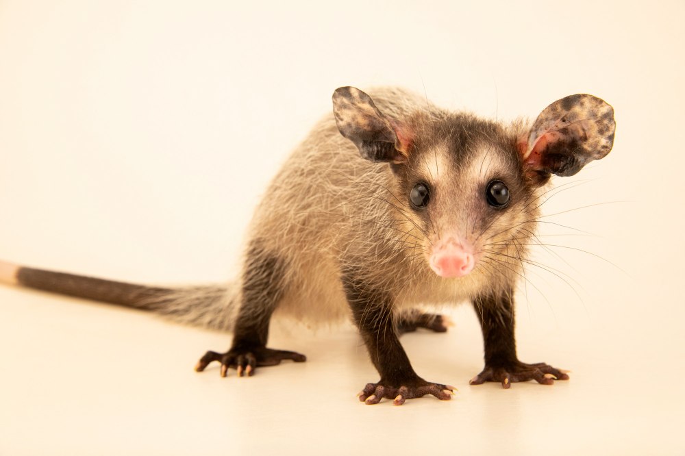 Бразильский опоссум