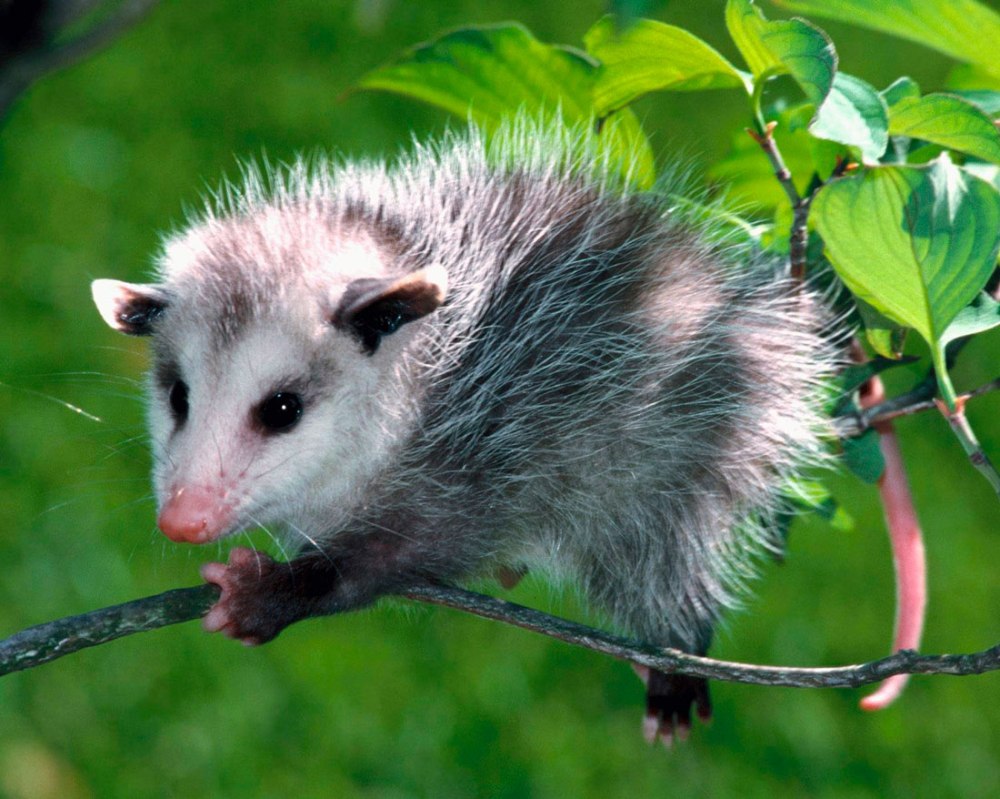 Сумчатая крыса опоссум