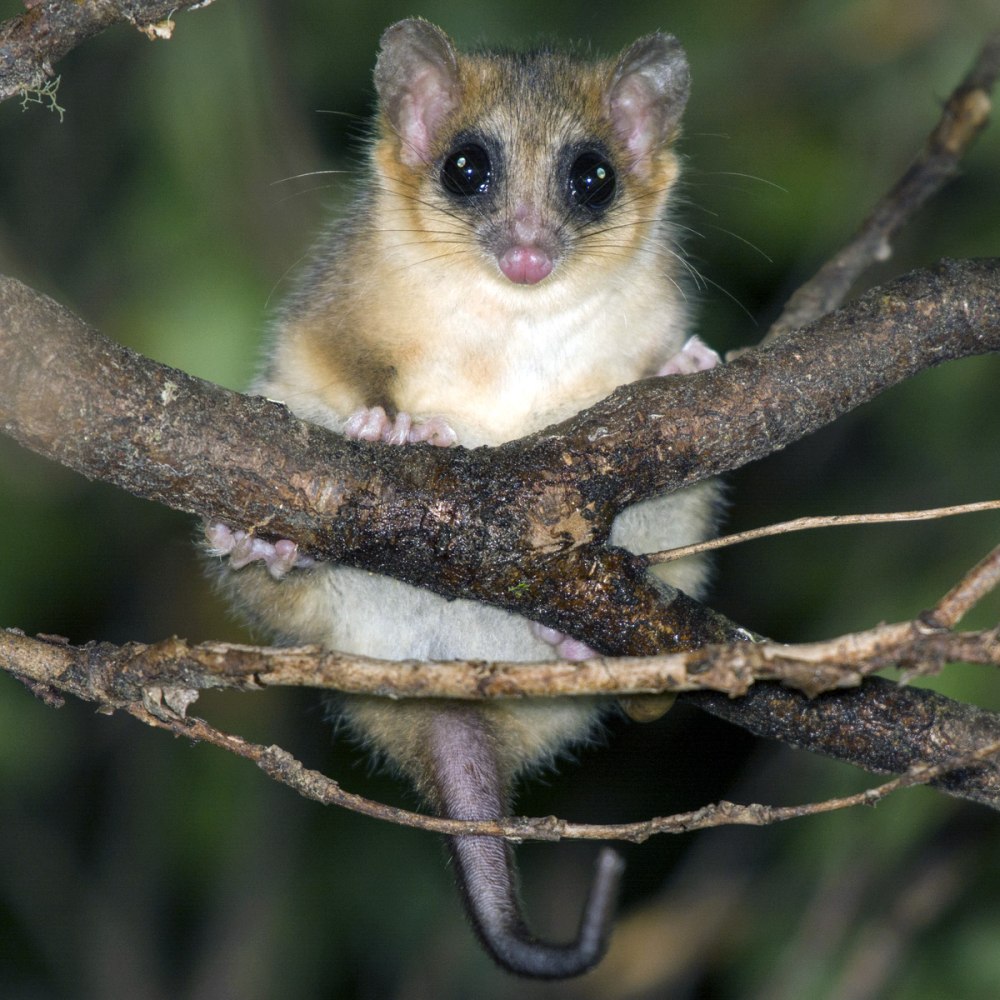 Чилийский опоссум