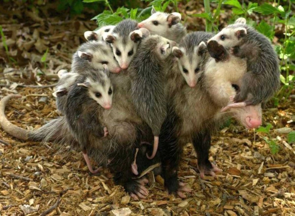 Опоссум с детенышами