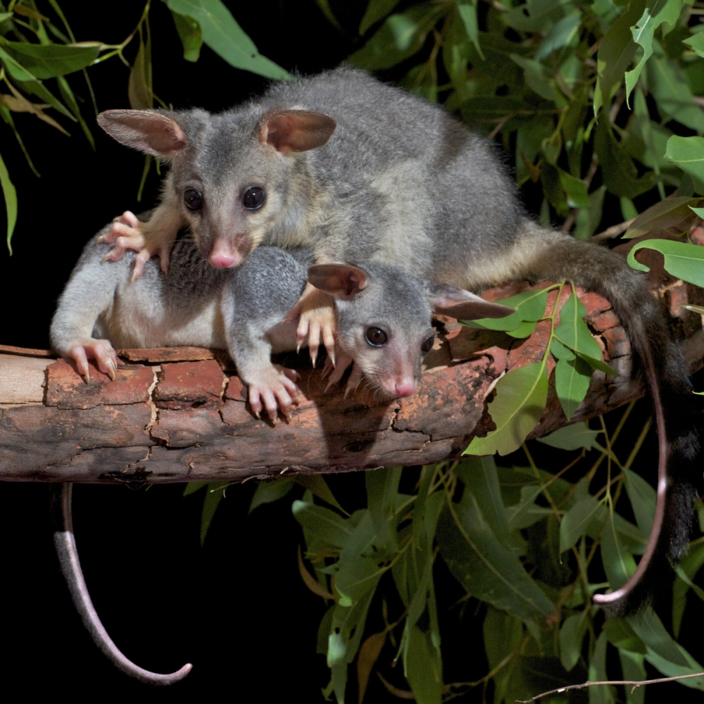 Австралийский сумчатый поссум