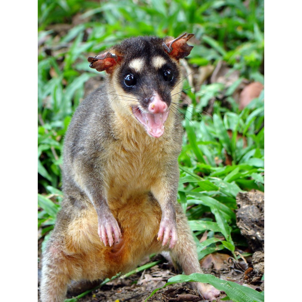 Четырехглазый опоссум