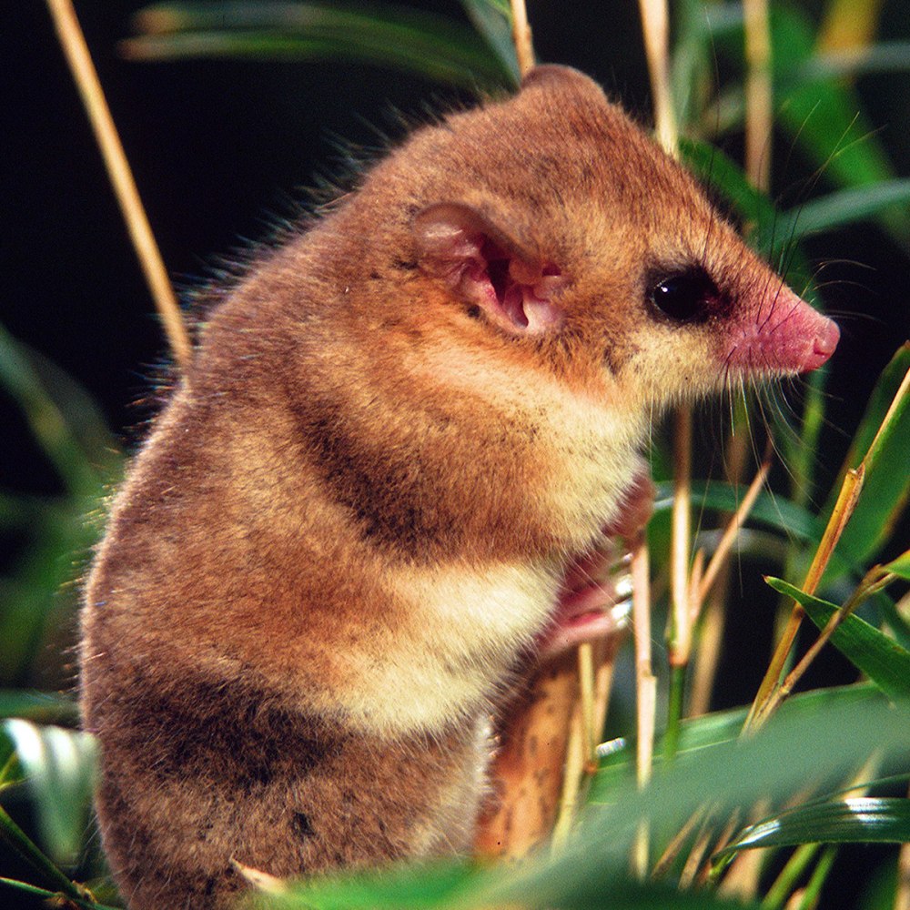 Соневидный поссум