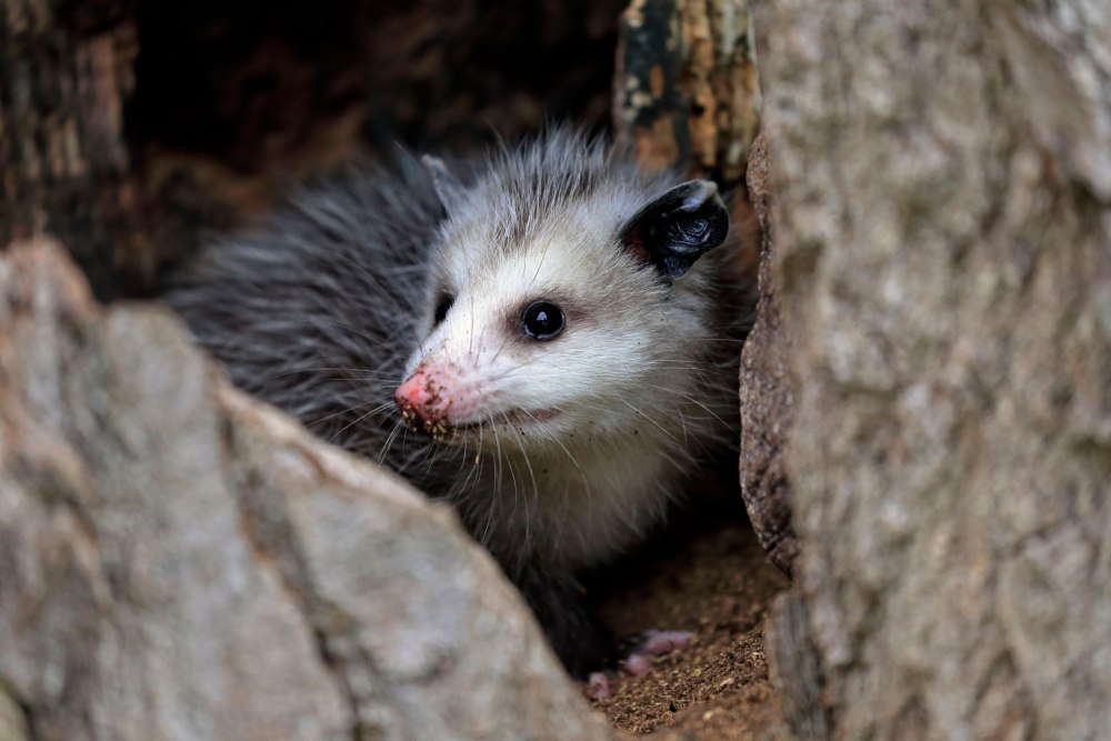 Виргинский опоссум самец