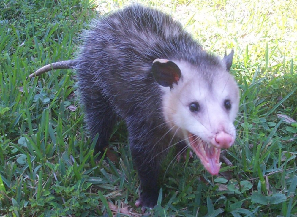 Опоссум прикидывается мертвым