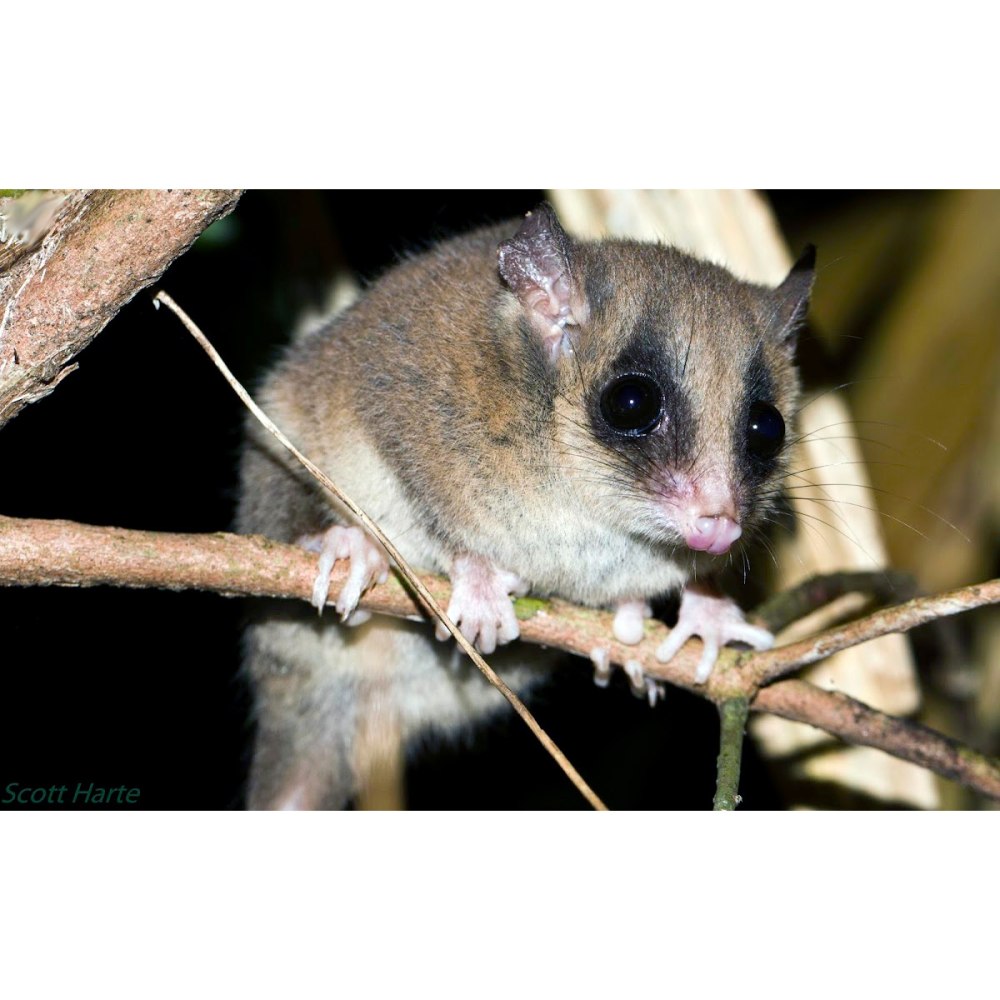 Соневидный поссум