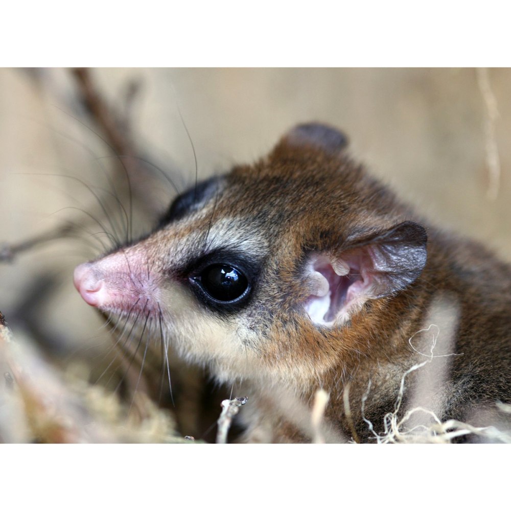 Карликовый мышевидный опоссум