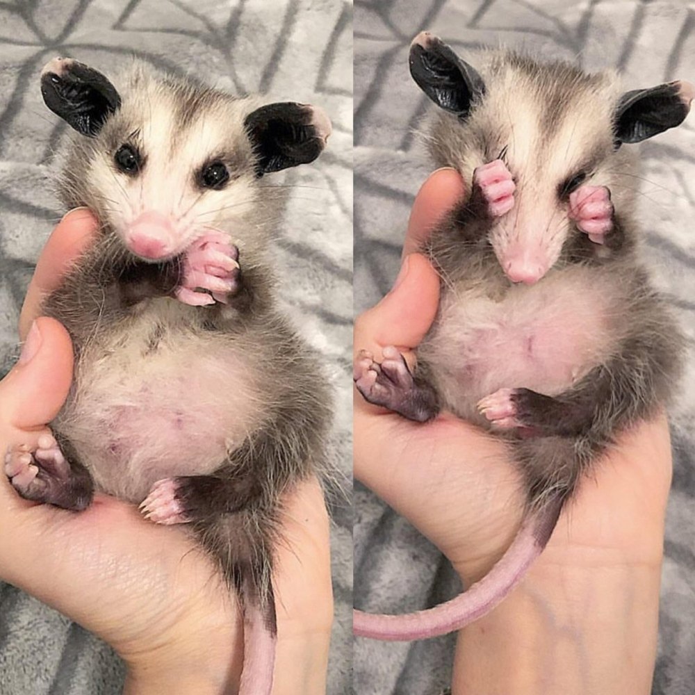 Опоссум Чарли