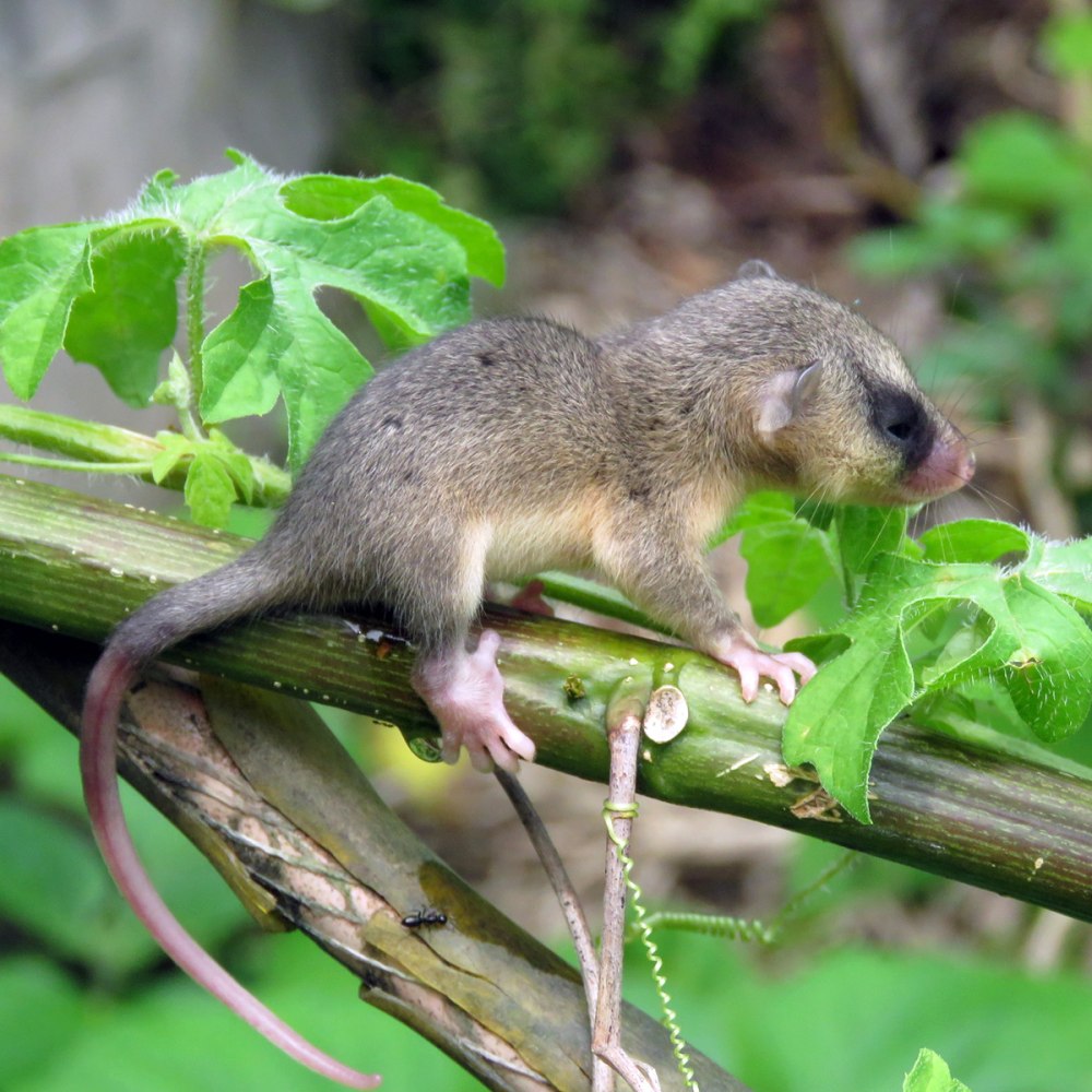 Опоссум ареал