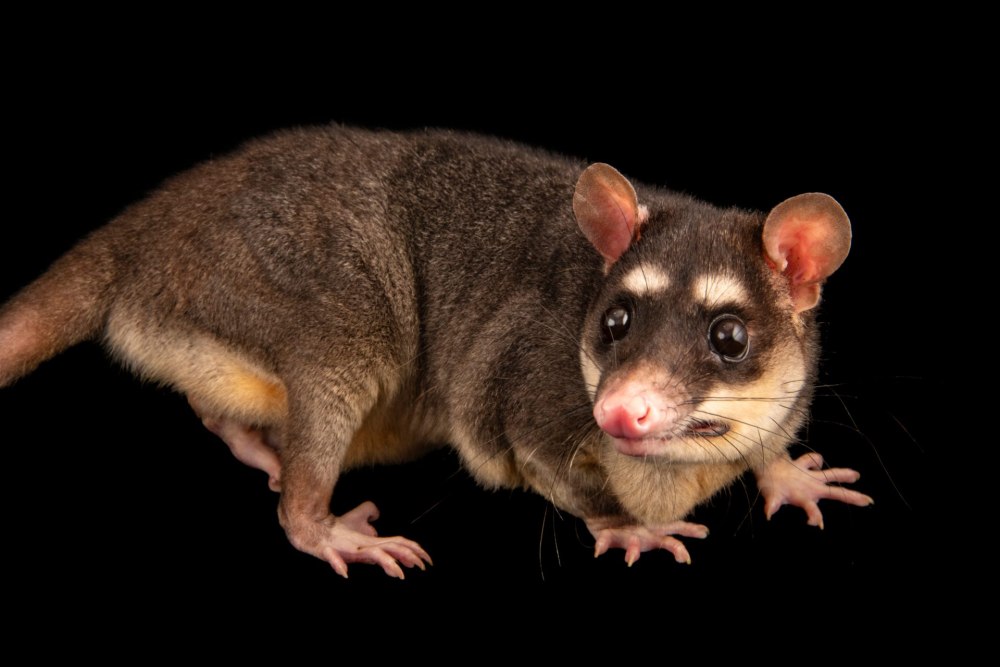 Филандер четырехглазый