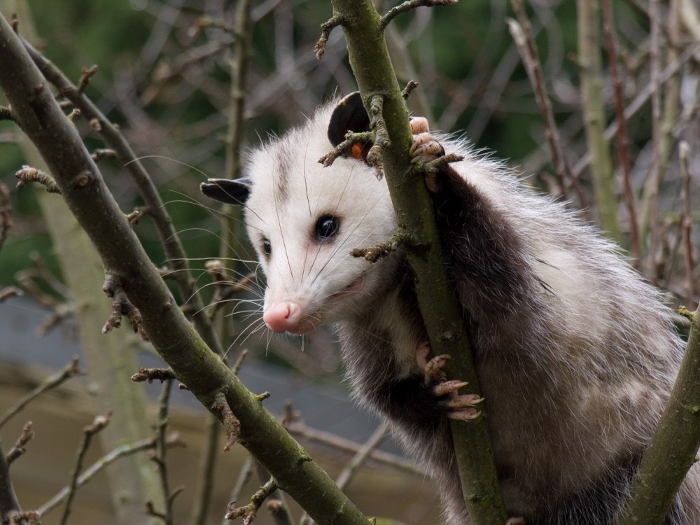 Отряд опоссумы