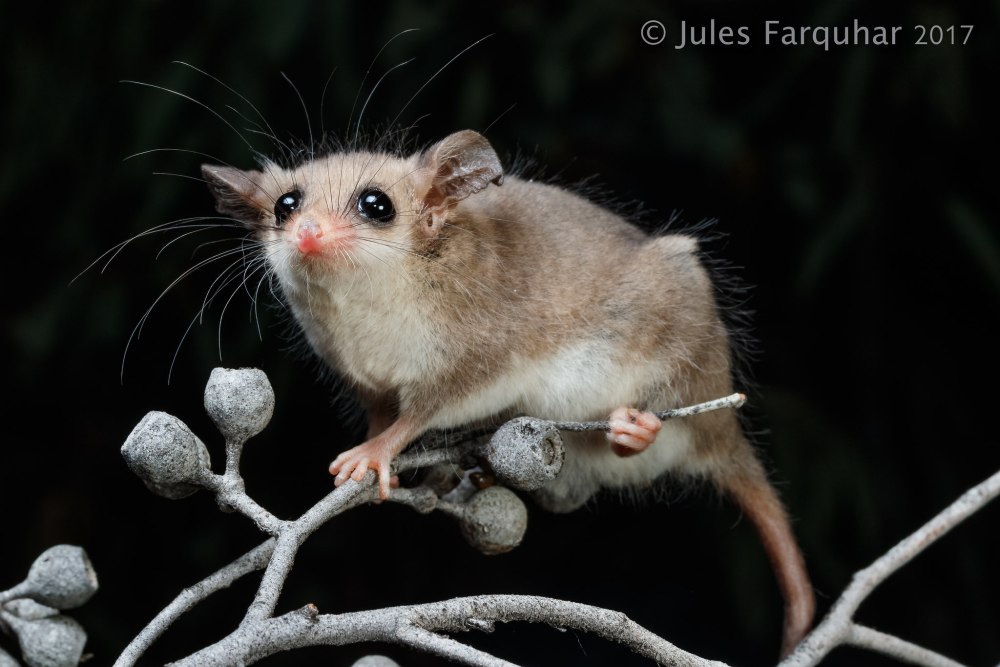 Тонкохвостый поссум