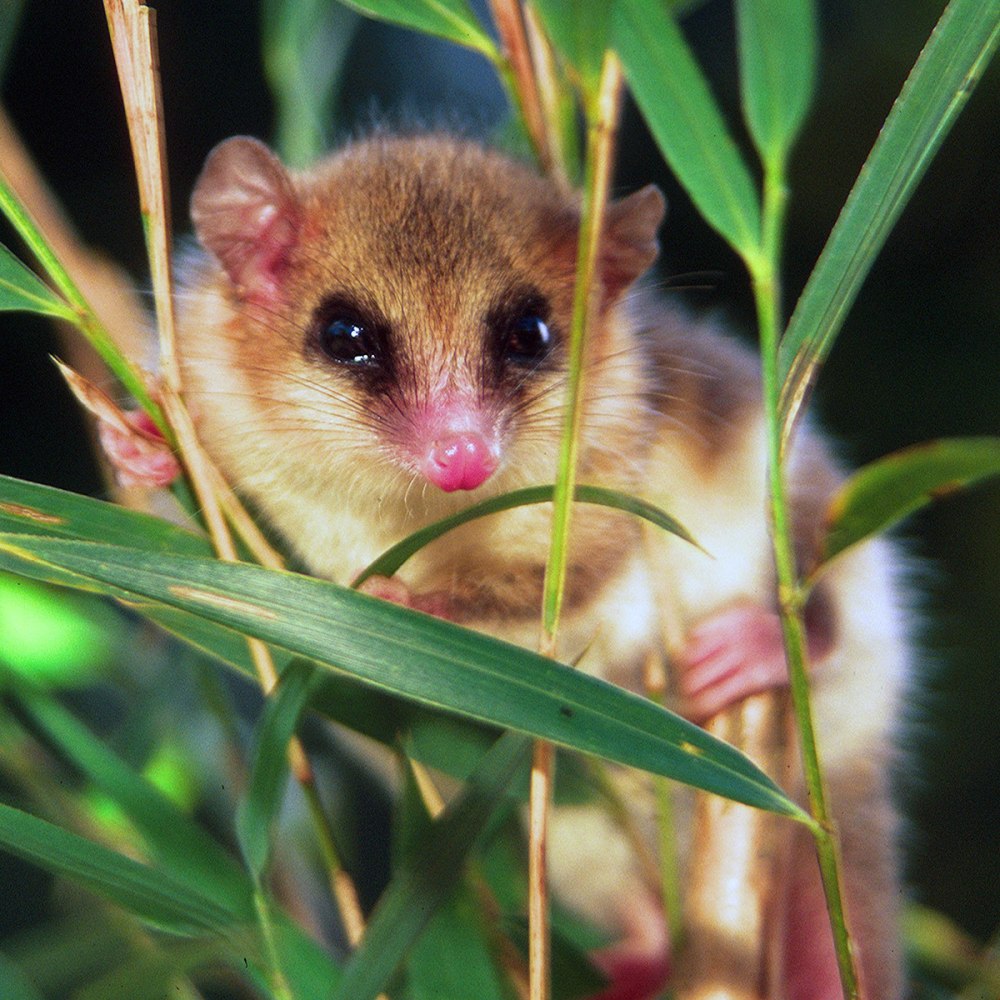 Соневидный опоссум