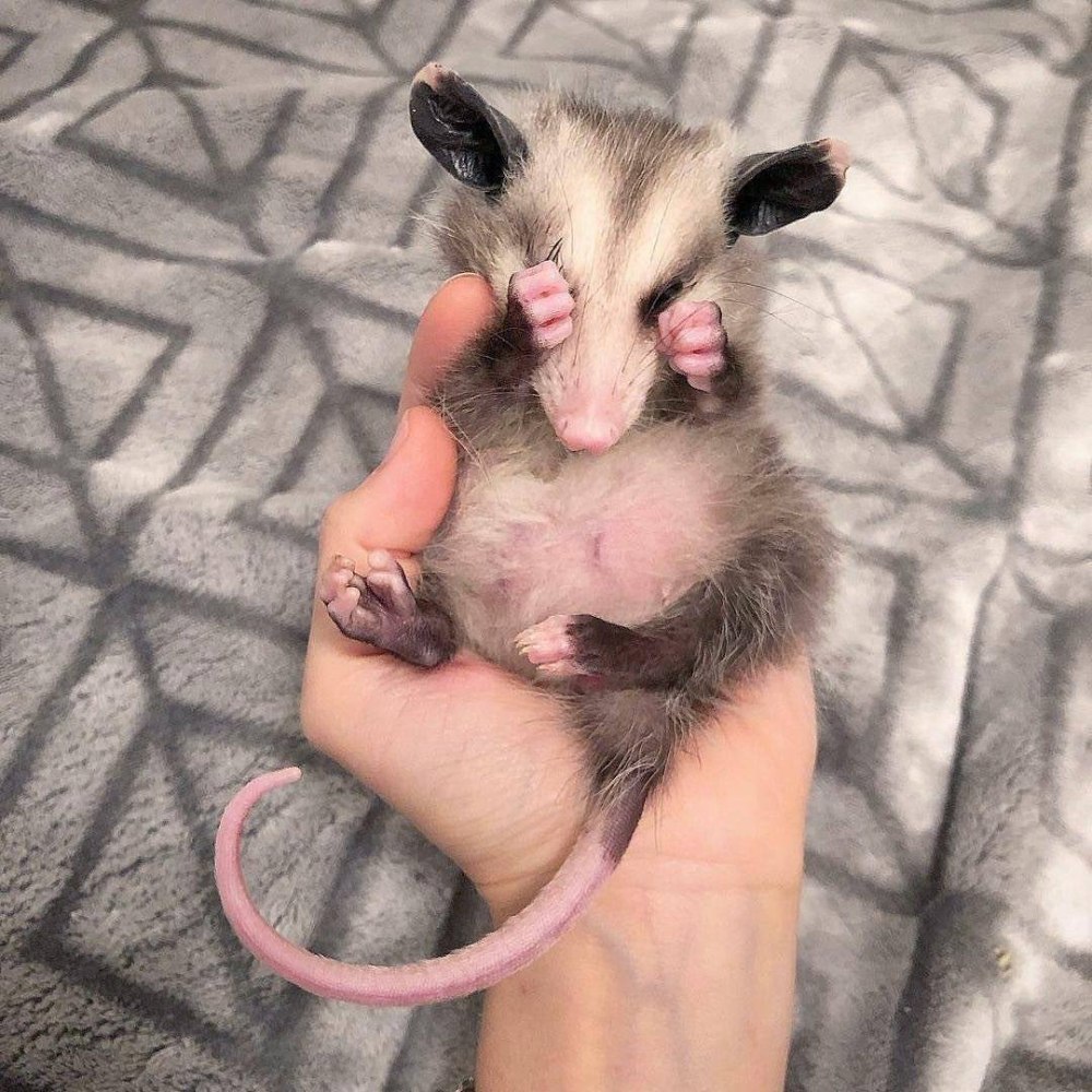 Лысый опоссум