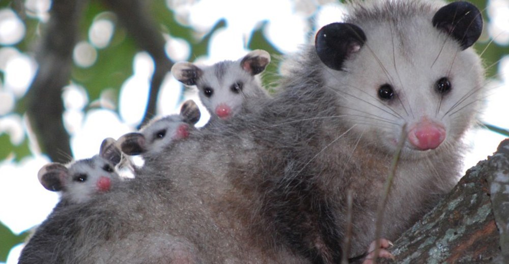 Чилийский опоссум сумчатый