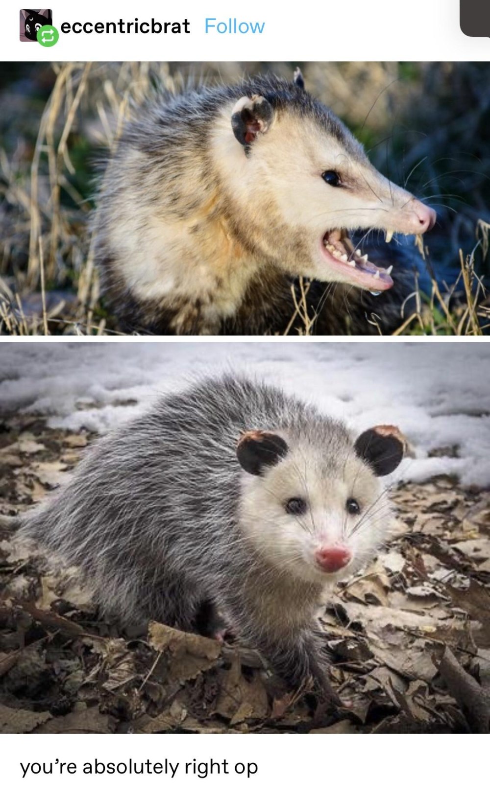 Опоссум с челкой