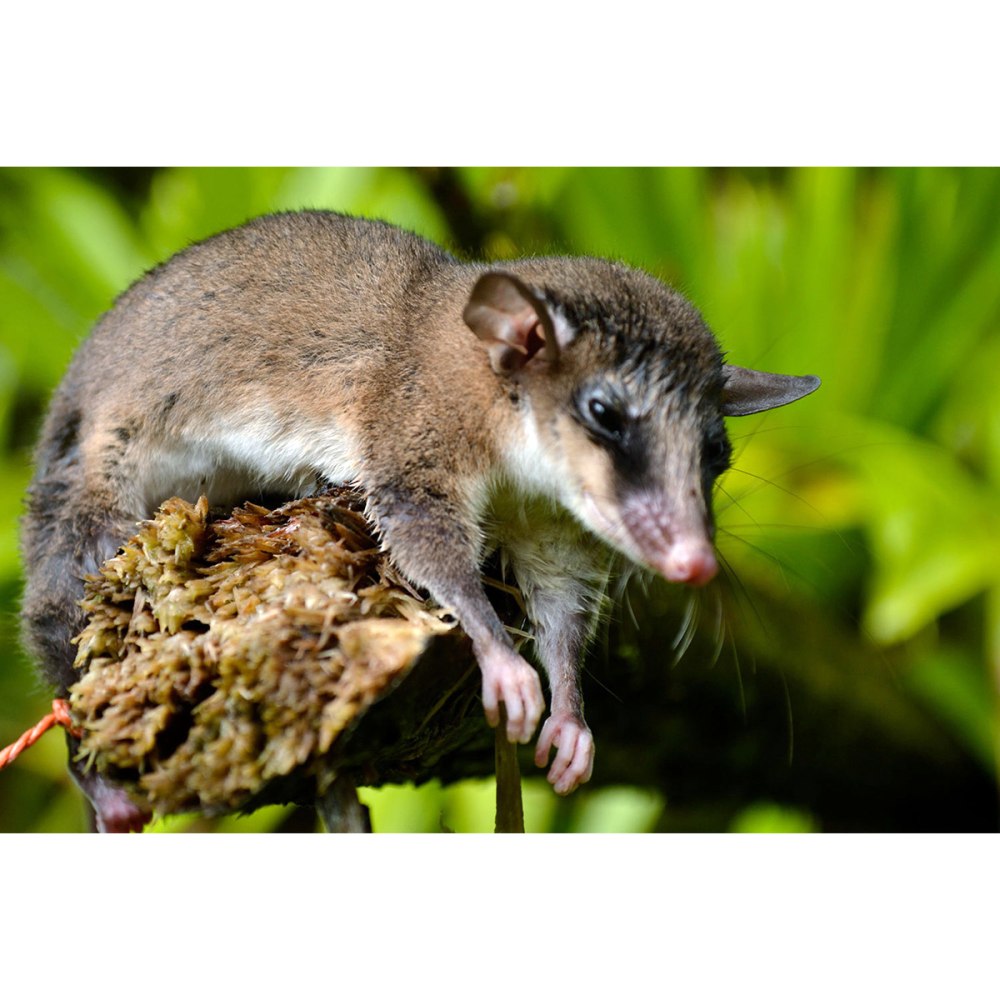 Опоссум Bishop