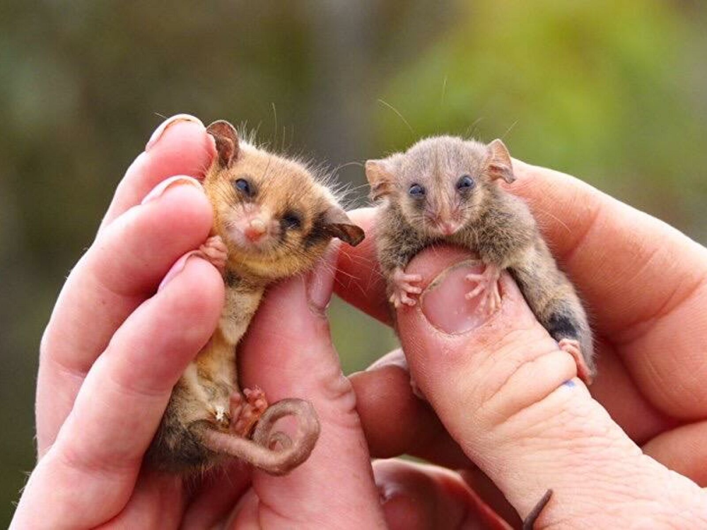 Карликовый Летучий кускус