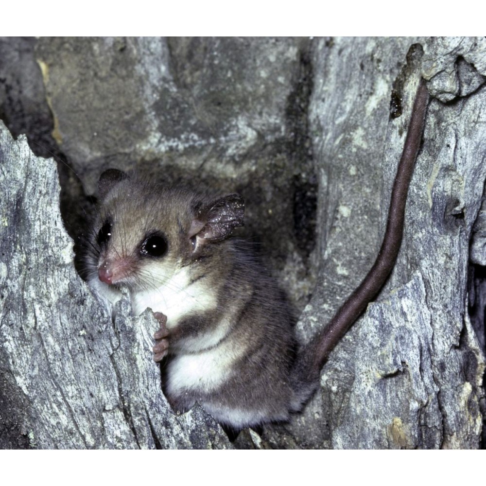 Карликовый мышевидный поссум