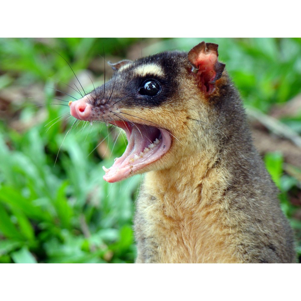 Мадагаскарский опоссум