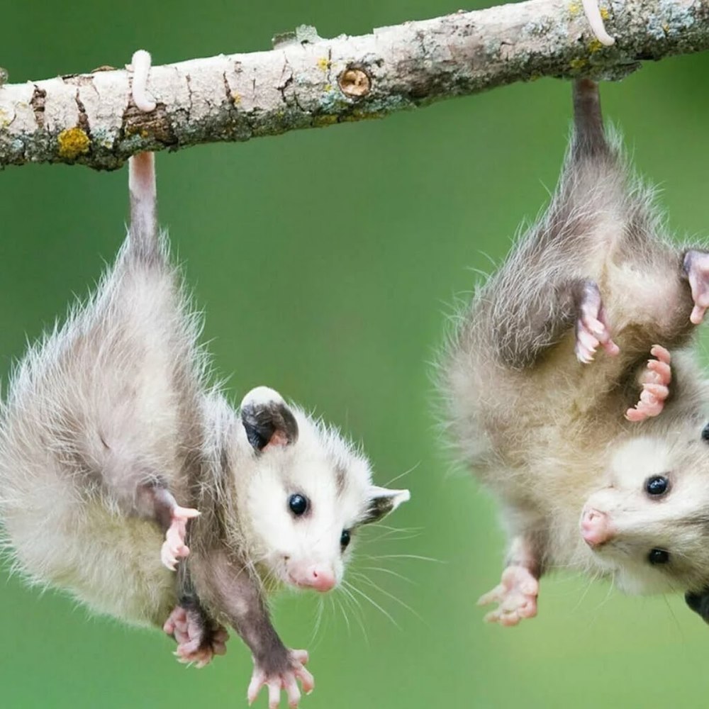 Виргинский опоссум