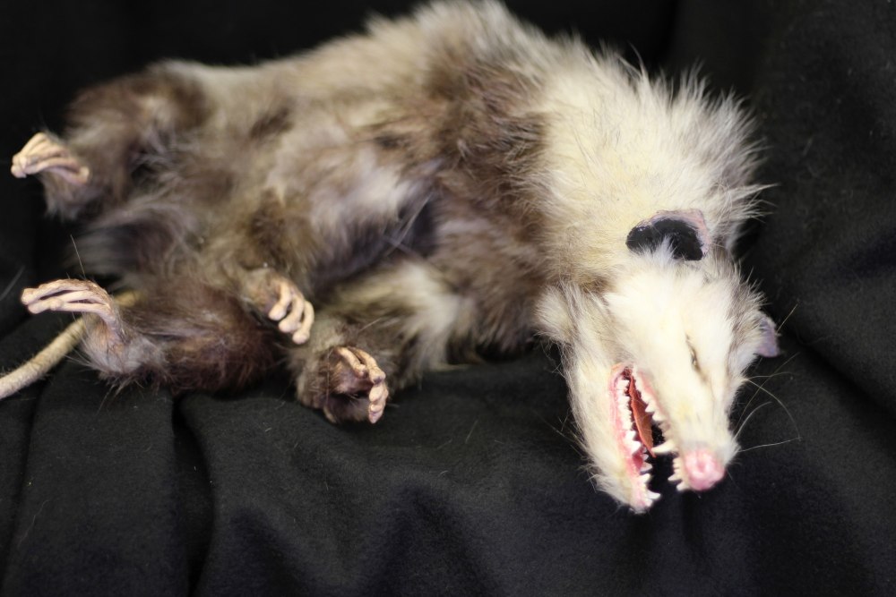 Спящий опоссум