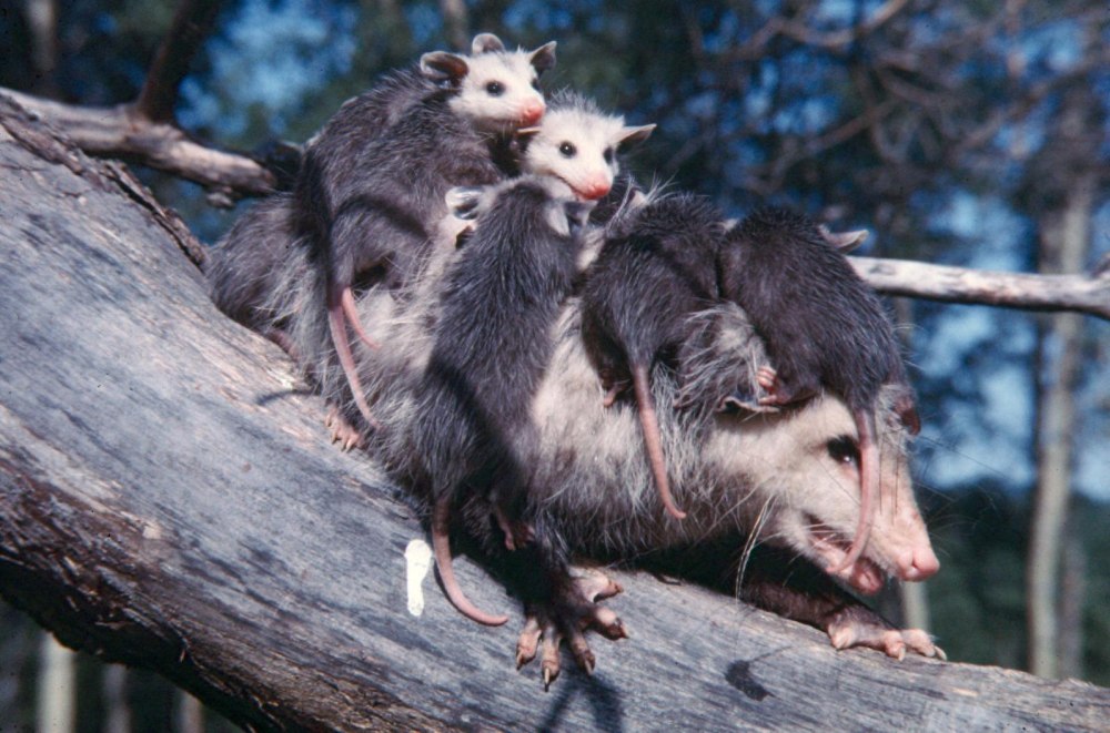 Виргинский опоссум