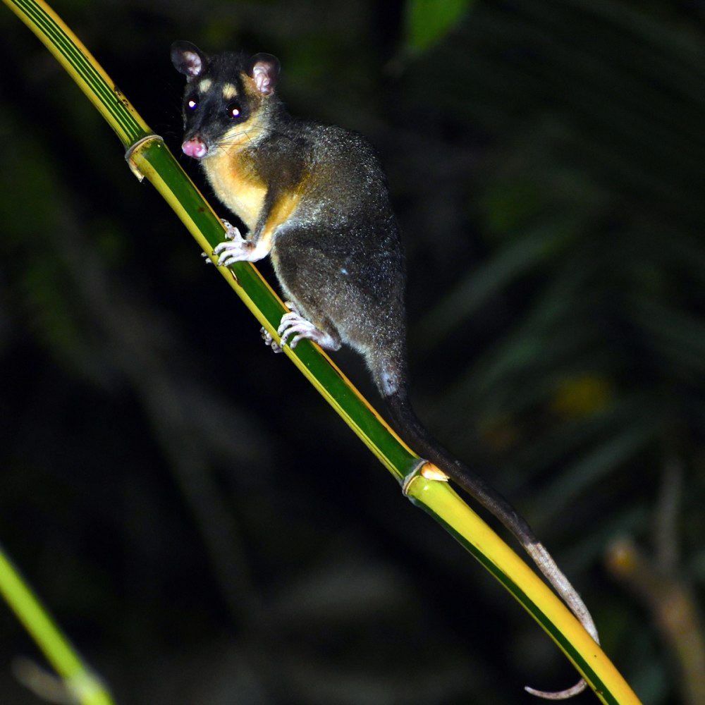 Филандер четырехглазый