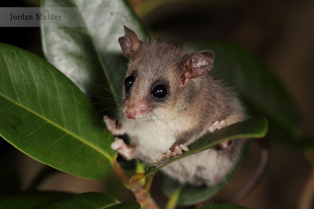 Поссум Австралия