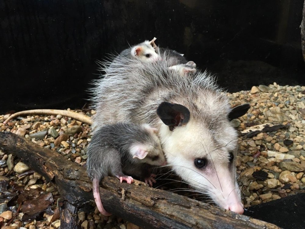Сумчатый опоссум