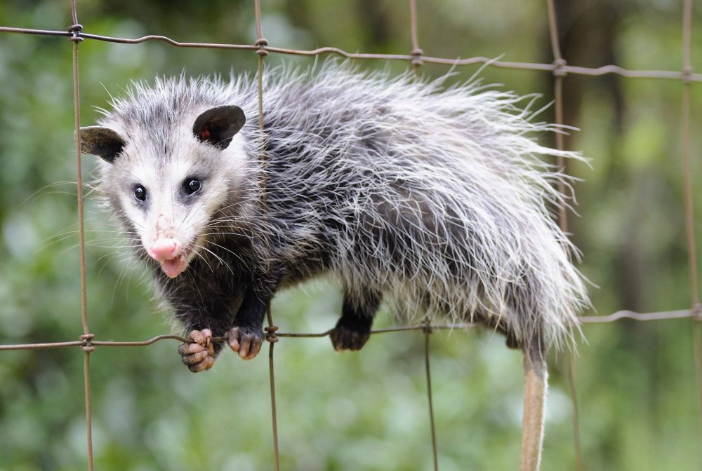 Виргинский опоссум