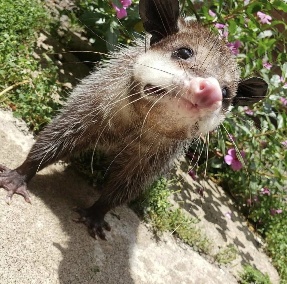 Опоссум и суслик