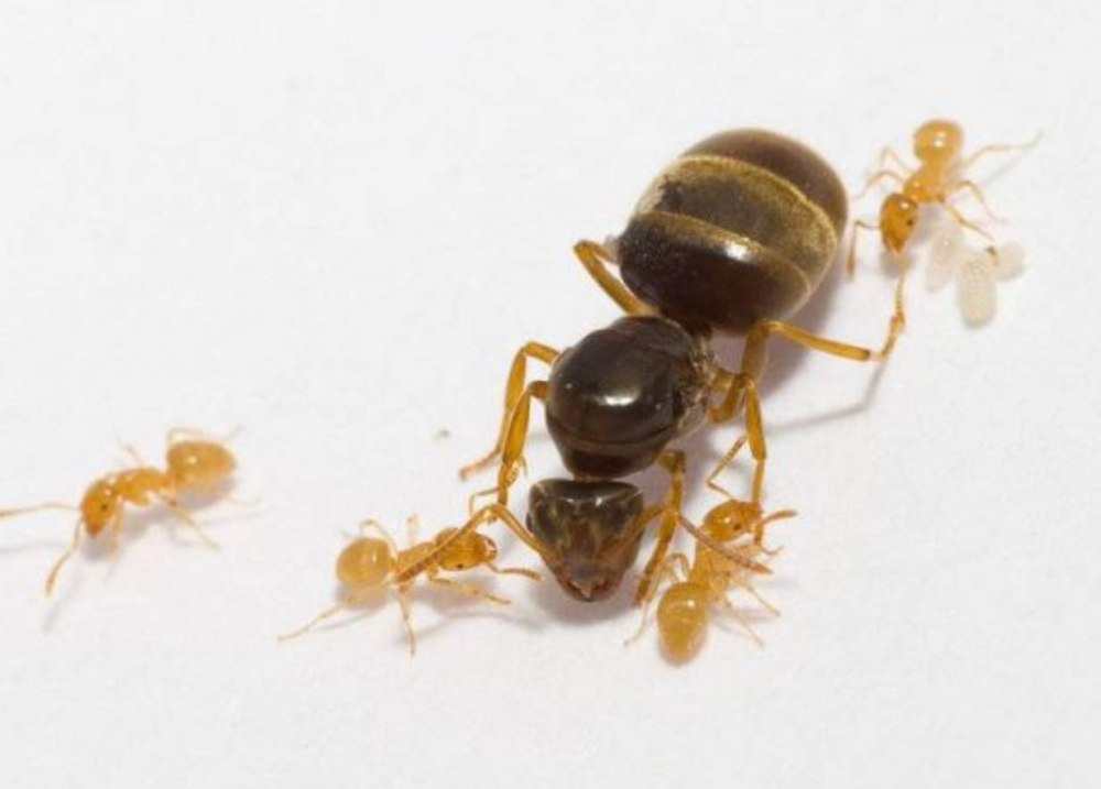 Муравьи Lasius flavus