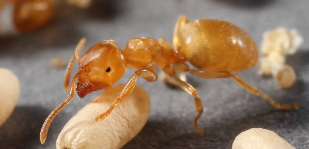Lasiusflavus (жёлтый садовый муравей)