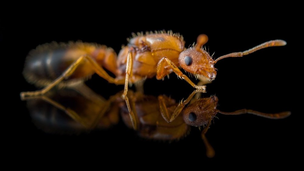 Фараонов муравей (Monomorium pharaonis)