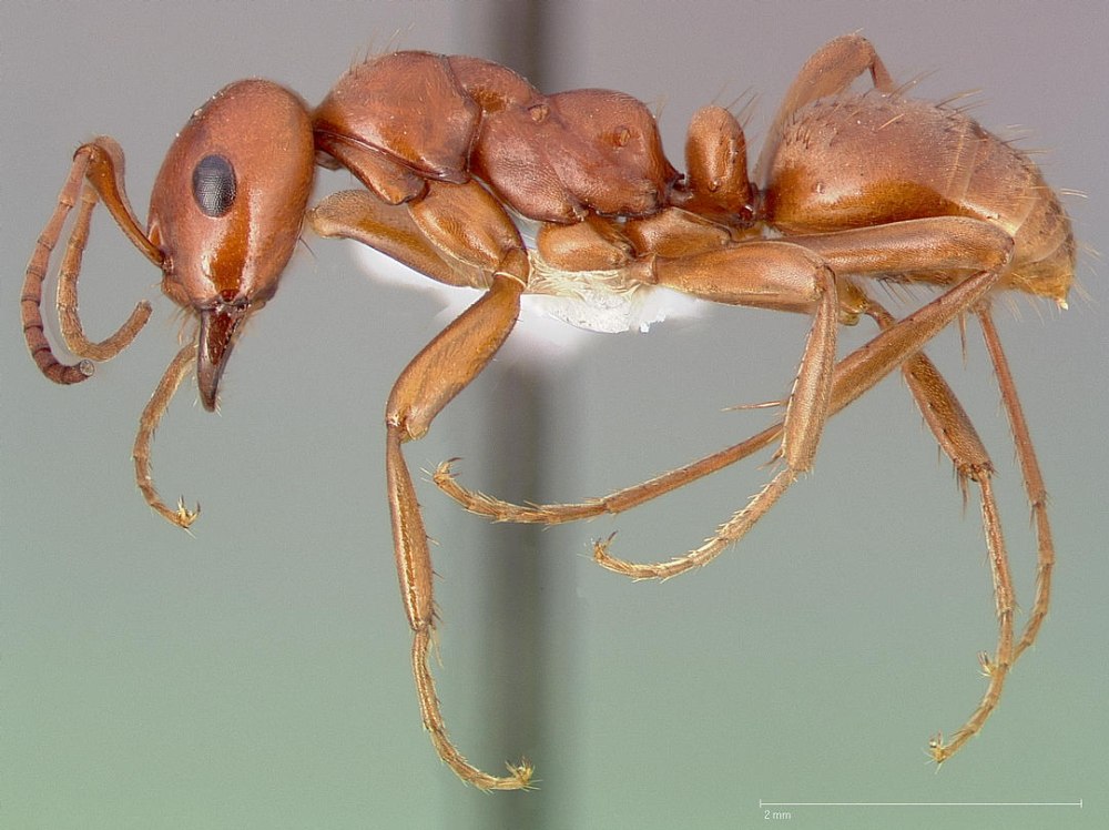 Polyergus rufescens
