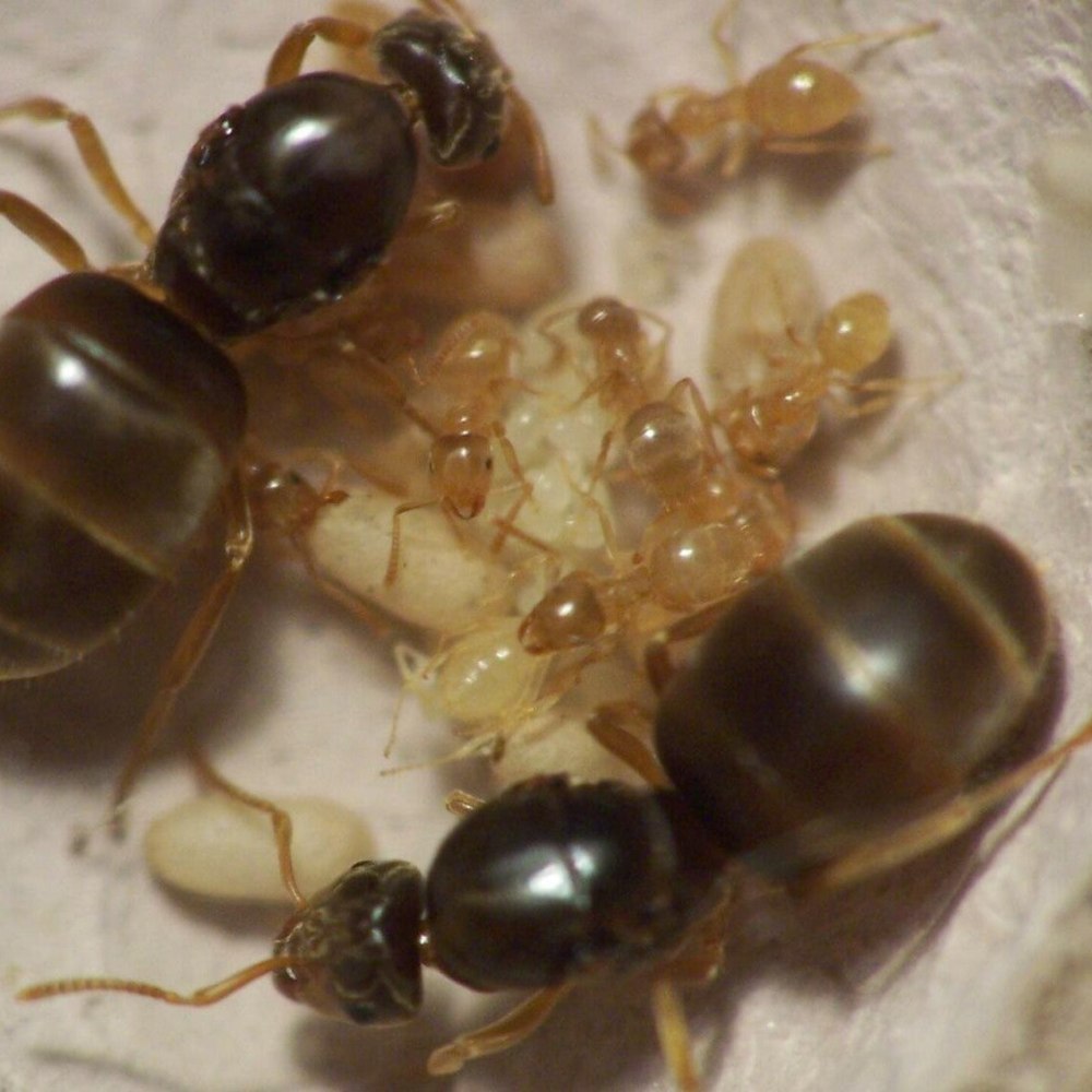 Lasius flavus желтый Земляной муравей