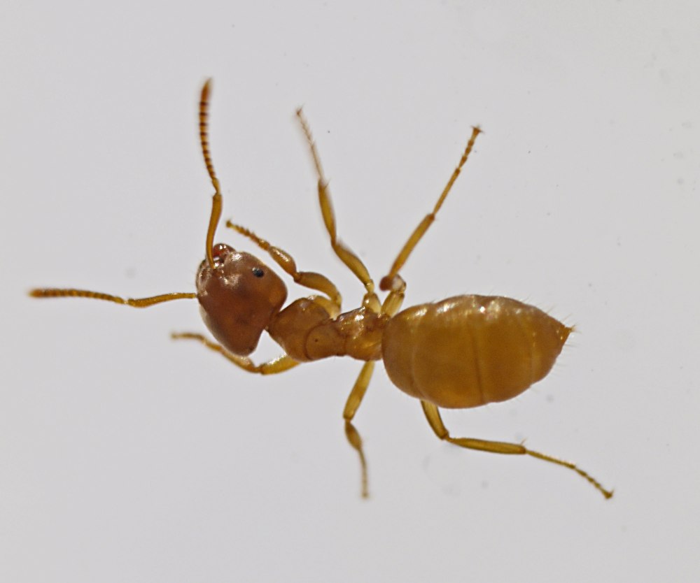 Lasius flavus самец и самка