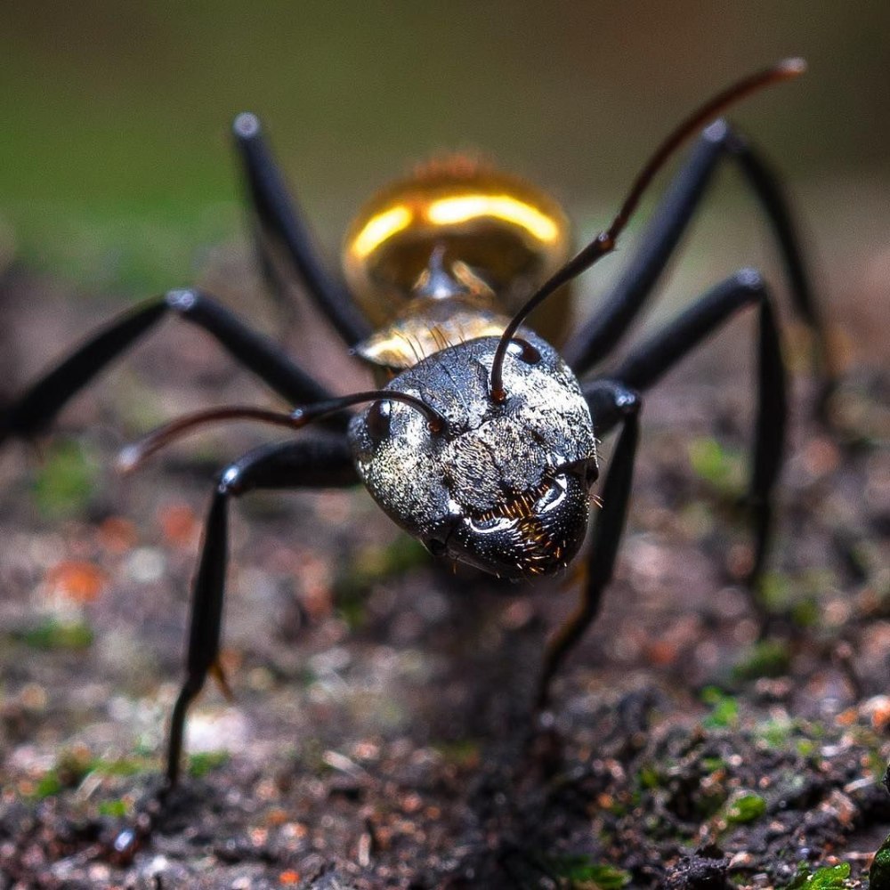 Allomerus decemarticulatus