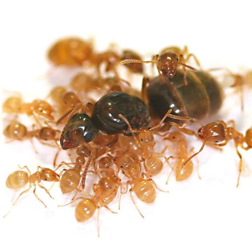 Lasius flavus желтый Земляной муравей