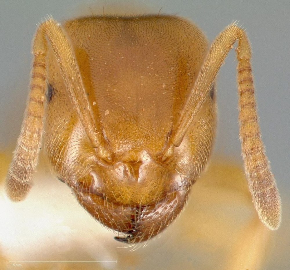 A. flavus