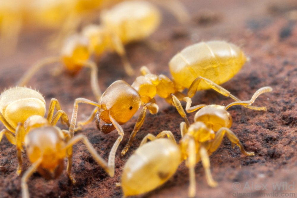 Муравьи Lasius flavus