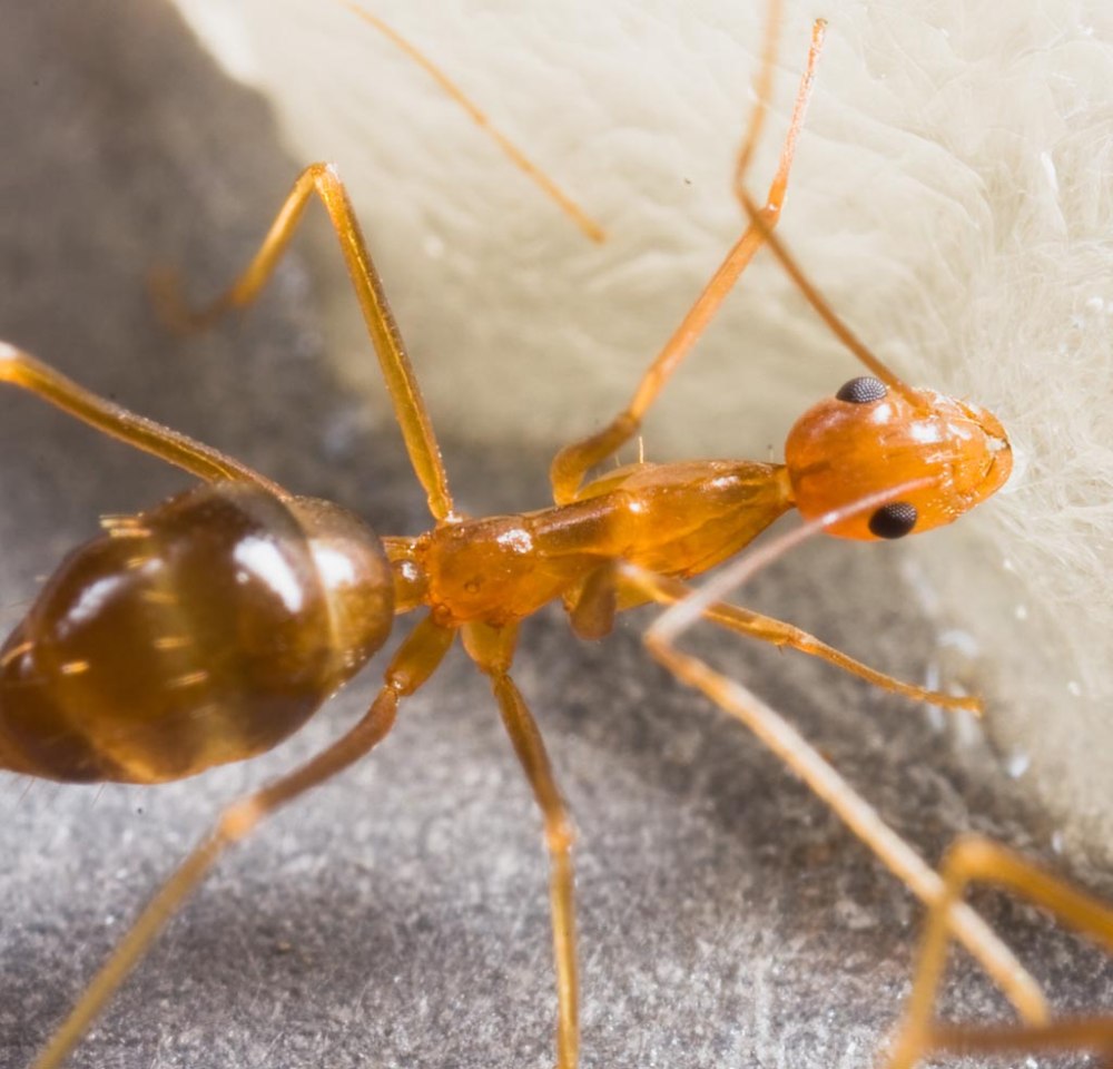 Желтые муравьи anoplolepis gracilipes