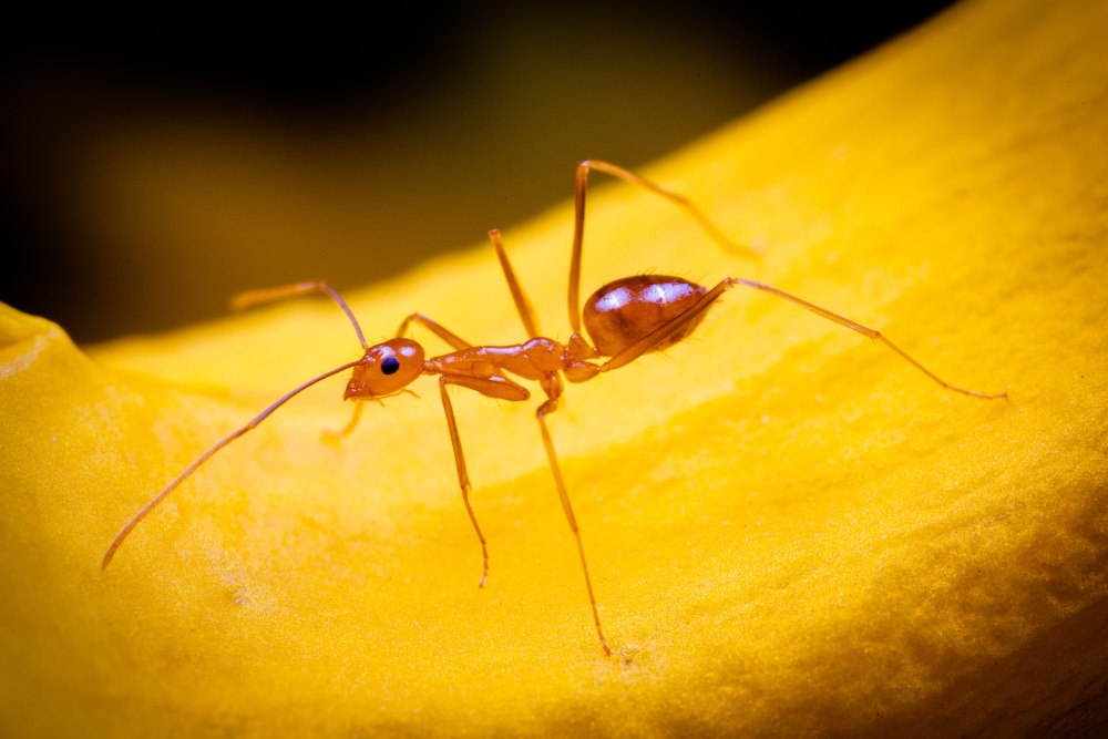 Муравьи «anoplolepis gracilipes»